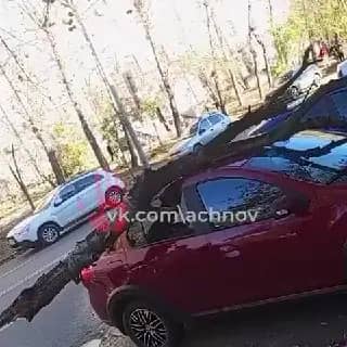На ЧМЗ береза упала на припаркованную машину