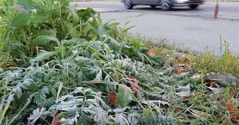 Штормовое предупреждение из-за заморозков объявили в Челябинской области