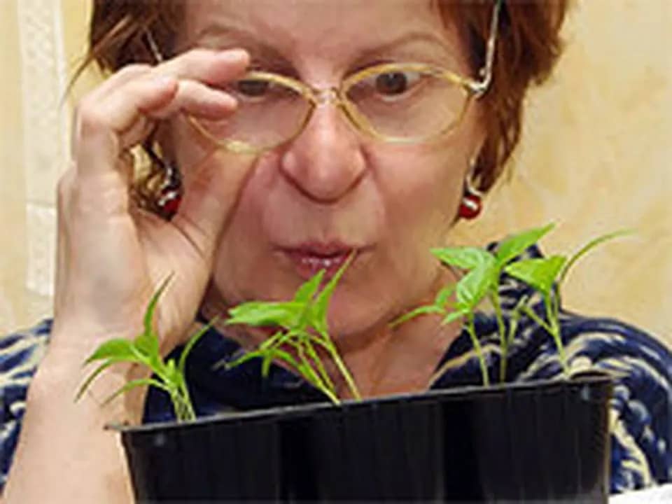 74-летнюю челябинку осудили за сбыт наркотиков вместе с сыном
